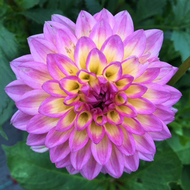 Dahlia Jowey Gypsy